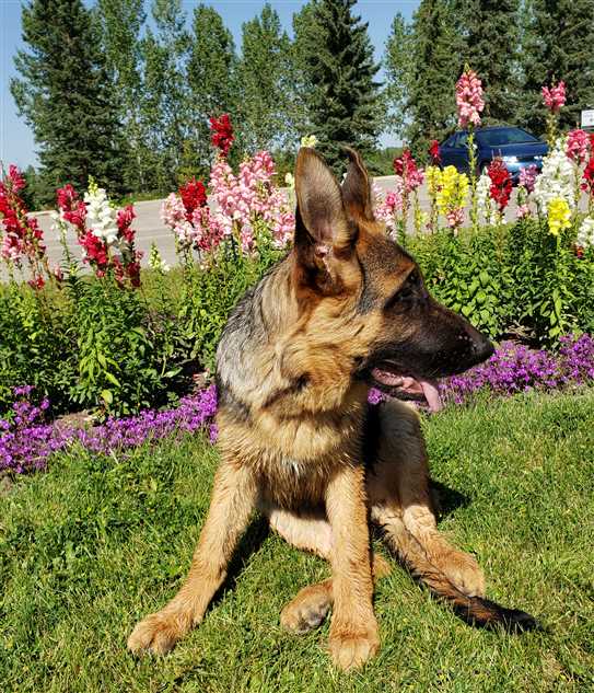 Von aries hot sale german shepherds